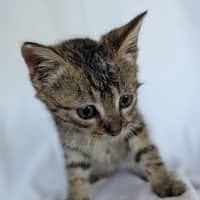 Photo of Tiger