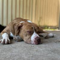 Photo of Murphy
