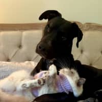 Photo of Pirate *$350 Adoption Fee*