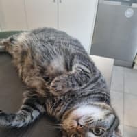 Photo of Tilly (Was Petal)