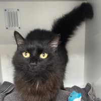 Photo of Luna