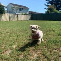 Photo of Dino & Booboo   Maltese & Chihuahua X (Trial)