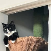 Photo of Morgan *9 Lives Project Rescue*