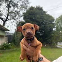Photo of Scout