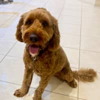 Photo of Rusty