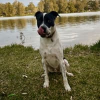 Photo of Loki   Assisted Rehome 🎾