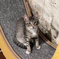 Photo of Pebbles