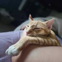 Photo of Odie