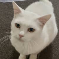 Photo of Silkie