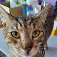 Photo of Pickles   2 Year Old Domestic Shorthair