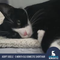 Photo of Gisele   5 Month Old Domestic Short Hair