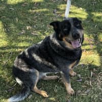 Photo of Shadow (67859)