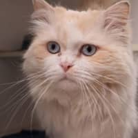 Photo of Link