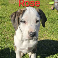 Photo of Rose