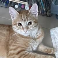 Photo of Nala (Fostered In Perth)