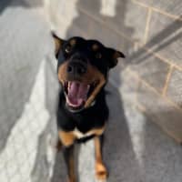 Photo of Rippley