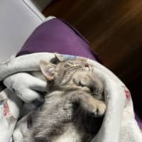 Photo of Gracie
