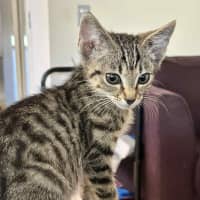 Photo of Ziggy