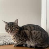 Photo of Suzie   Located In Macleod