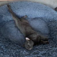 Photo of Casper