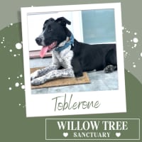 Photo of Toblerone
