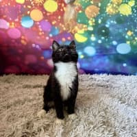 Photo of Violet   Located In East Brunswick 