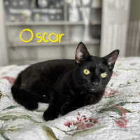 Photo of Oscar