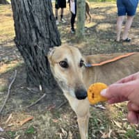 Photo of Caspian