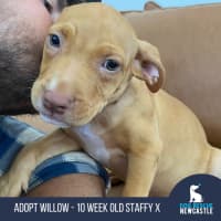 Photo of Willow   10 Week Old Staffy X  (Trial)