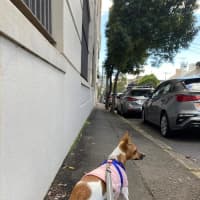 Photo of Lady Marmalade