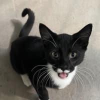 Photo of Sweets Aka Fish Toots