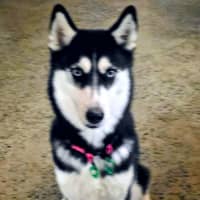 Photo of Nala 