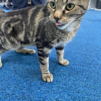 Photo of Banoffee
