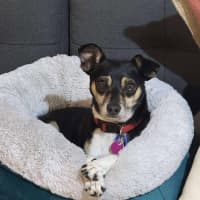 Photo of Valo   3 Year Old Fox Terrier X