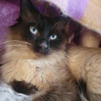Photo of Oscar