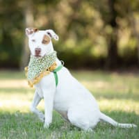 Photo of Winnie (Previously Juno)