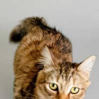 Photo of Cinnamon 