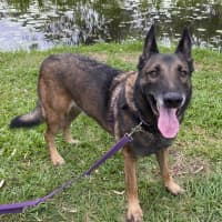 Photo of Buddy