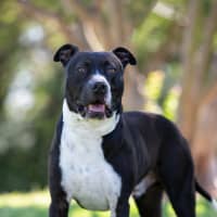 Photo of Tyson