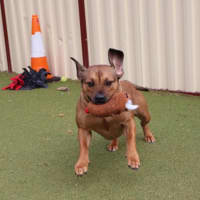 Photo of Ruby