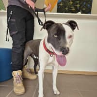 Photo of Windsor 🏎️