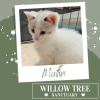 Photo of Muffin 