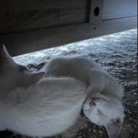 Photo of Paneer (With Halloumi)