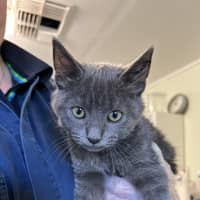 Photo of Dusty