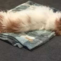 Photo of Bolt O'cleary