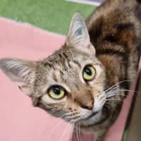 Photo of Lyric