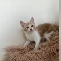 Photo of Basil