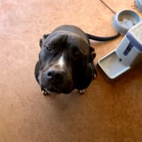 Photo of Oodie (Muggsy)