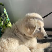 Photo of Lollie