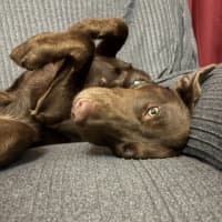Photo of Bear   1 Year Old Labrador X Kelpie 